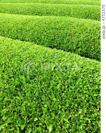茶畑 茶畑 4752370