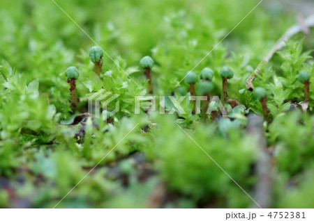 小壺苔と銭苔の花　本当は花でなく朔（さく）と言われる胞子体。 4752381