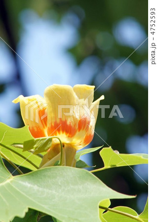 ユリノキの花　 4752593