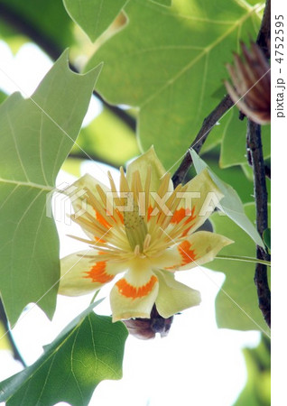 ユリノキの花 ユリノキの花 4752595