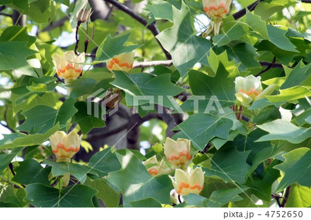 ユリノキ  ユリノキ  4752650