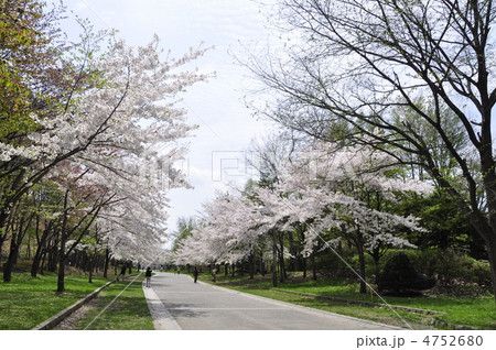札幌中島公園の桜 札幌中島公園の桜 4752680