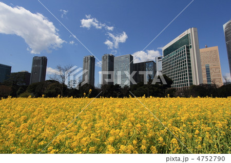 都会に咲く菜の花 都会に咲く菜の花 4752790