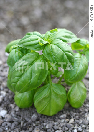 バジル 4752885