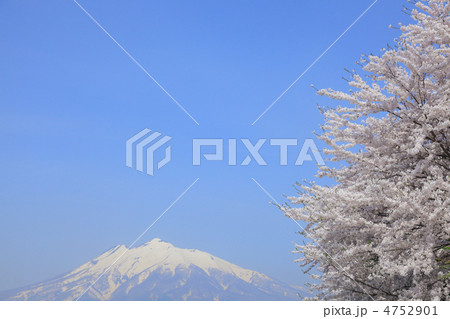 津軽富士「岩木山」と桜 4752901