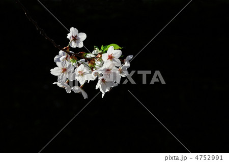 弘前の桜 Black 4752991