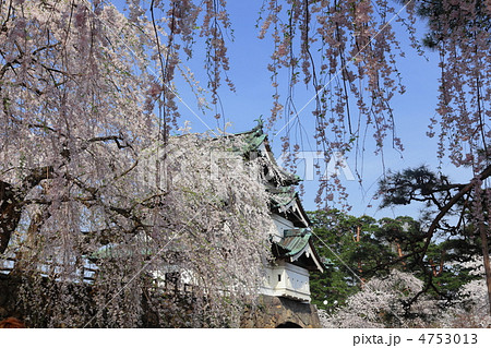 枝垂桜と弘前城 枝垂桜と弘前城 4753013