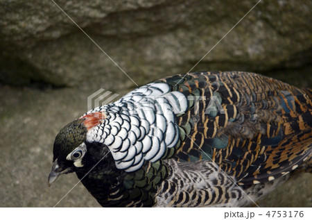 ギンケイ 4753176