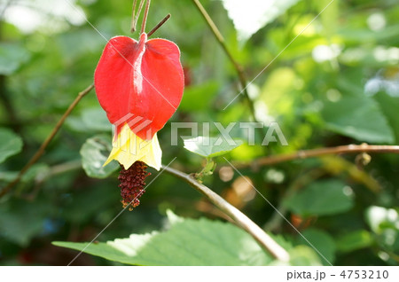 チロリアンランプ チロリアンランプ 4753210