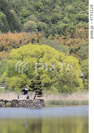 若葉萌える広沢池 4753228