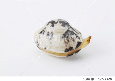 あさり あさり 4753320