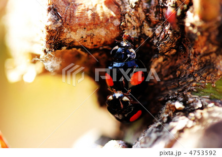 アブラムシを食べているナミテントウ アブラムシを食べているナミテントウ 4753592