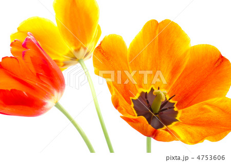 全開の暖色系グラデーションのチューリップの花 4753606