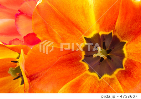 全開の暖色系グラデーションのチューリップの花のアップ 4753607