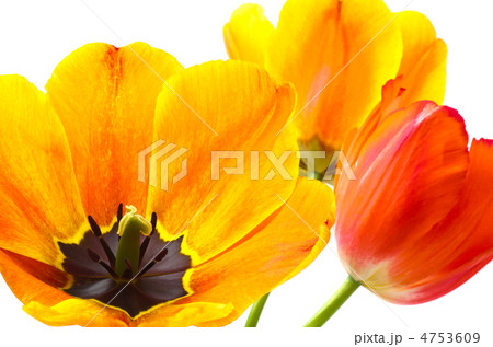 全開の暖色系グラデーションのチューリップの花の写真素材