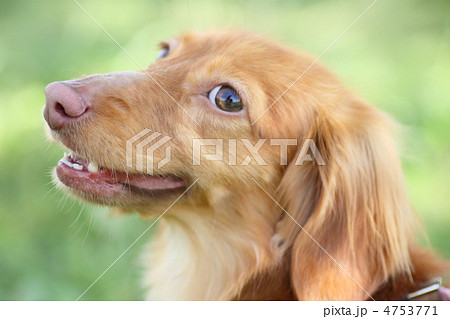 ダックス　考える 4753771