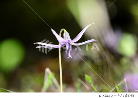 カタクリの花 カタクリの花 4753848