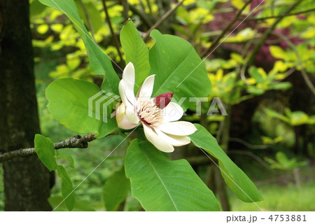 ホオノキ花 ホオノキ花 4753881