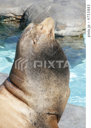 トド1 トド1 4753883