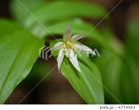 笹尾根　チゴユリ 4754063