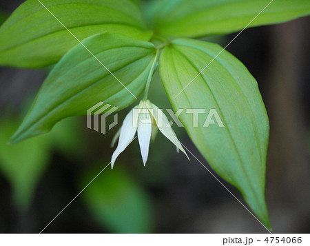 笹尾根 チゴユリ 笹尾根 チゴユリ 4754066