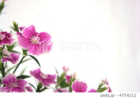 なでしこ なでしこ 4754212