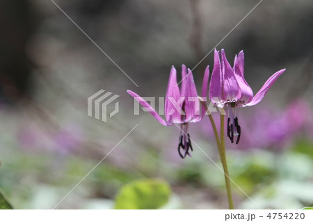 カタクリの花 カタクリの花 4754220