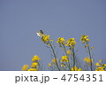 花と蝶 4754351