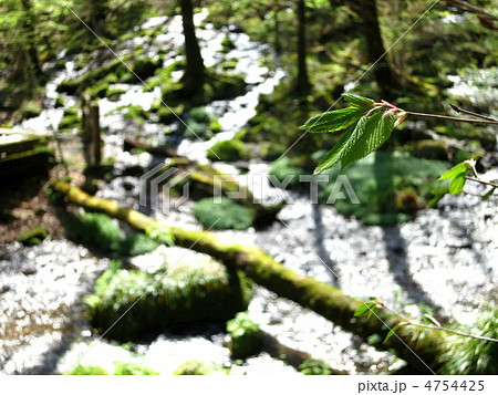 栃木県塩谷町　尚仁沢湧水 4754425