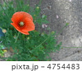ポピー 4754483