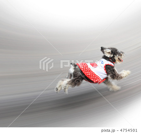 走る犬 走る犬 4754501