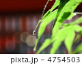 楓の朝露 4754503