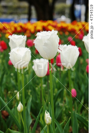 チューリップ　ハネムーン 4754519