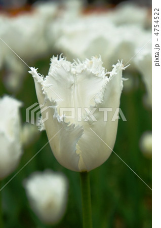 チューリップ　ハネムーン 4754522