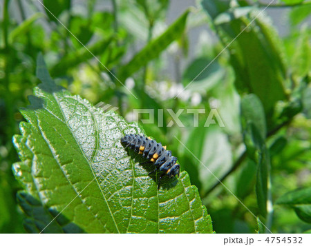 ナナホシテントウの幼虫 ナナホシテントウの幼虫 4754532