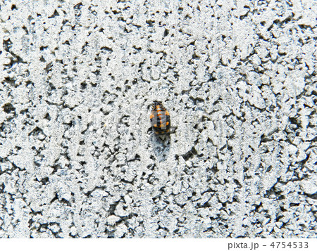 ナナホシテントウのさなぎ ナナホシテントウのさなぎ 4754533