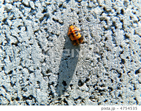 ナナホシテントウのさなぎ 4754535