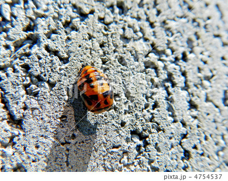 ナナホシテントウのさなぎ ナナホシテントウのさなぎ 4754537