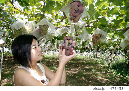 葡萄狩り 4754584