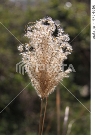 冬、枯れすすき 4754666