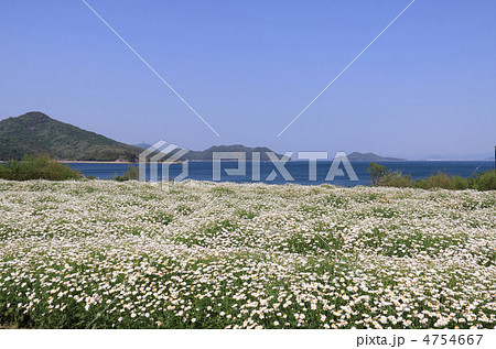 香川県三豊市荘内半島 市営花畑 フラワーパーク浦島 の写真素材