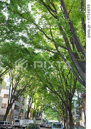 阿佐ヶ谷の新緑の並木道 4754839
