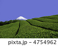 茶畑 4754962