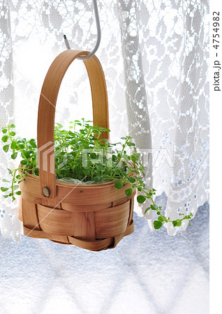 窓辺のペペロミア 4754982