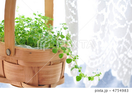 窓辺のペペロミア 4754983