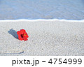 ハイビスカス 4754999