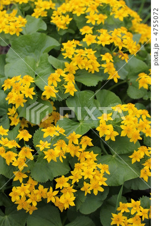 エゾノリュウキンカ 4755072