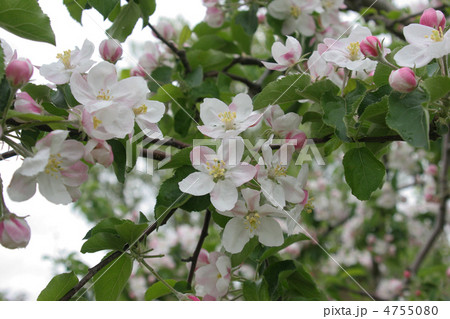 リンゴの花　 4755080