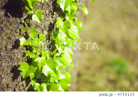 アイビー　木 4755125