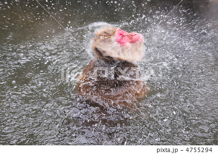 ブルブル 4755294